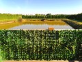 Sztuczny Bluszcz Mata Osłonowa Balkon Taras 150x250 cm UV
