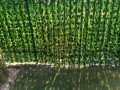 Sztuczny Bluszcz Mata Osłonowa Balkon Taras 150x250 cm UV